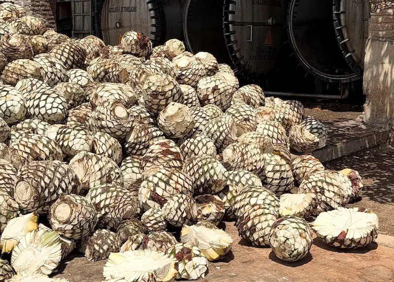 BUSE Tequila agave production detail in Jalisco