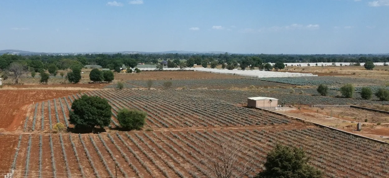 Blue Weber agave fields in Jalisco